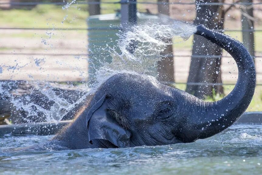 Elephant Splash. Elephant Water Spray. Elephant splashing Water. Splashing Elephants.