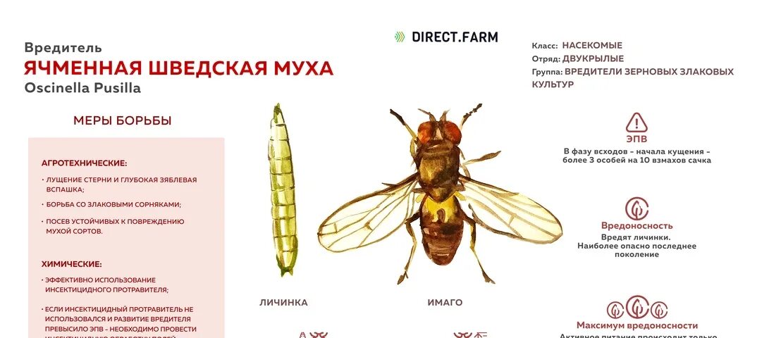 При какой температуре мухи. Ячменная шведская Муха Oscinella pusilla. Личинки шведской мухи на кукурузе. Личинка ячменной шведской мухи. Вредители кукурузы шведская Муха.