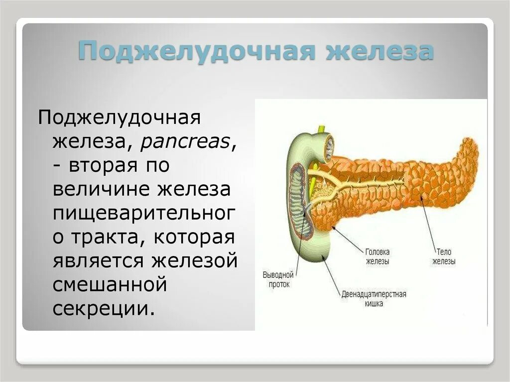Как влияет поджелудочная железа на печень. Строение поджелудочной железы. Поджелудочная железа смешанной секреции. Поджелудочная железа анатомия человека.