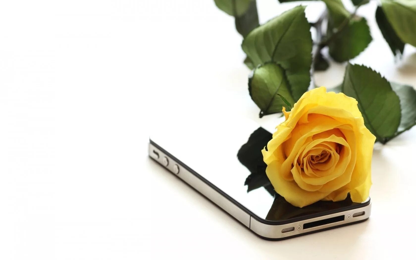 Открой просто телефон. Цветы и мобильник. Цветы лежат. Сотовый телефон и цветы.