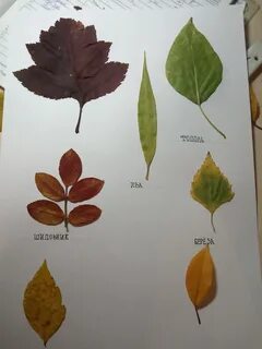 Из каких листьев