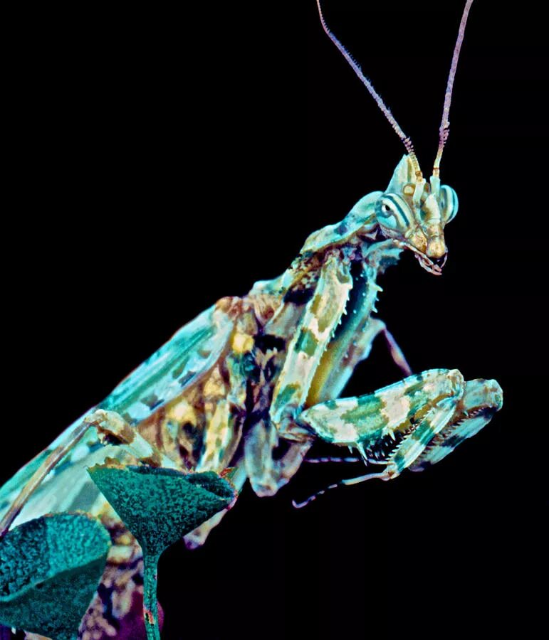 Окраска богомола. Богомол Idolomantis diabolica. Devil's Flower Mantis. Чёрный Мантис богомол. Вьетнамский богомол.