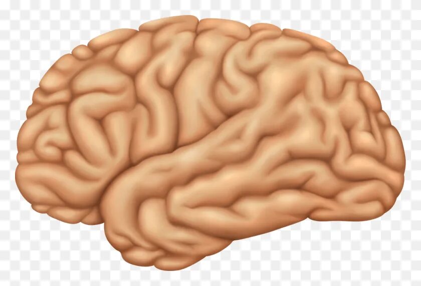 Мозг картинка. Мозг без фона. Мозг иллюстрация. Мозг человека на прозрачном фоне.