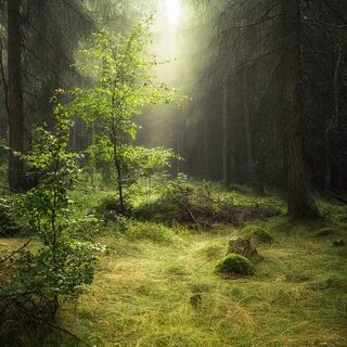 Forest dew