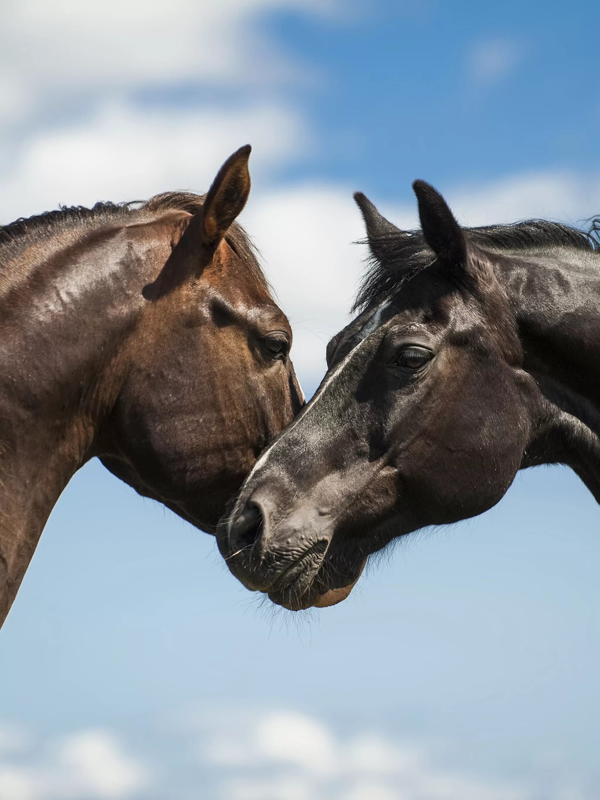 Two horse. Лошади. Пара лошадей. 2 Лошади. Лошади любовь.