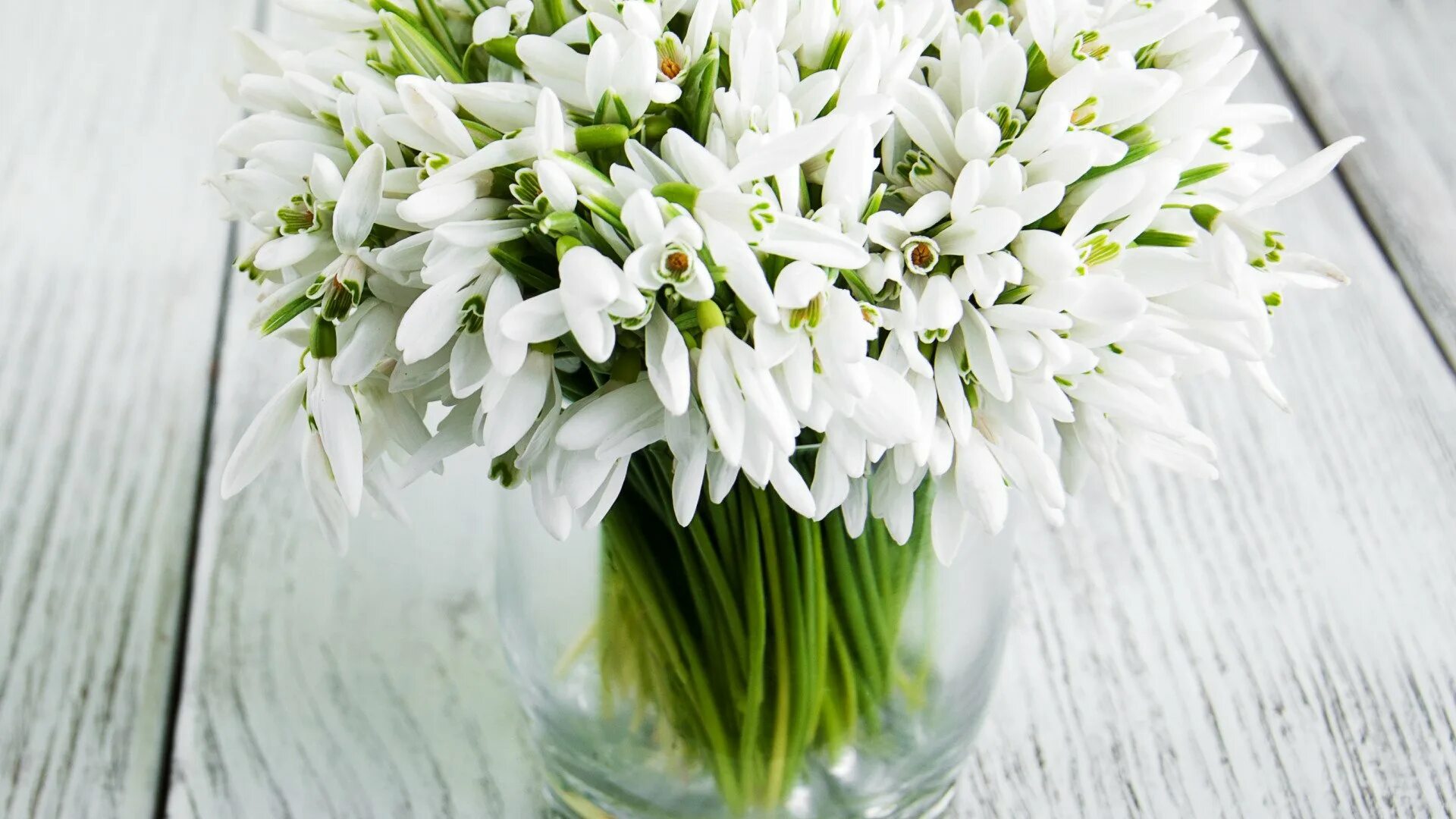 Открытка с подснежниками с днем рождения женщине. С днём рождения женщине красивые подснежники. Букет подснежников. Открытка с подснежниками с днем рождения женщине. Букет весенних цветов с днем рождения.