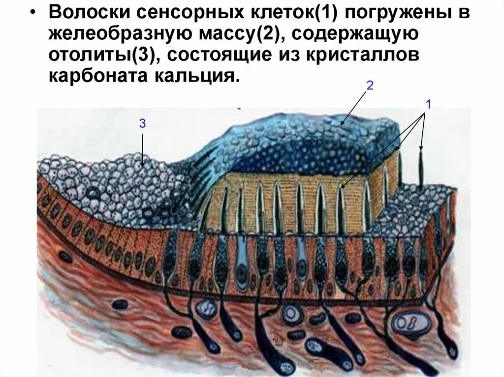 Клетки равновесия. Атталитовая мембрана гистология. Отолиты. Волоски сенсорных клеток. Отолитового аппарата.