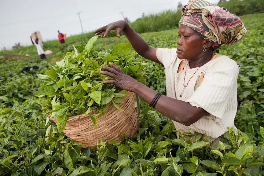 филиппины сельское хозяйство плантации. традиционная хозяйственная деятельность. хозяйственная деятельность россии. чайные плантации кении чайные в кении. земледелие в саванне.