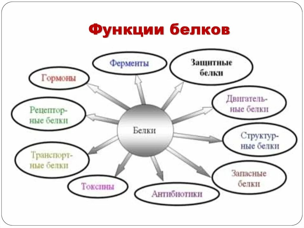 Белки механическая функция. Функции белков кластер. Функции белка схема. Функции белков схема. Биологические функции белков схема.