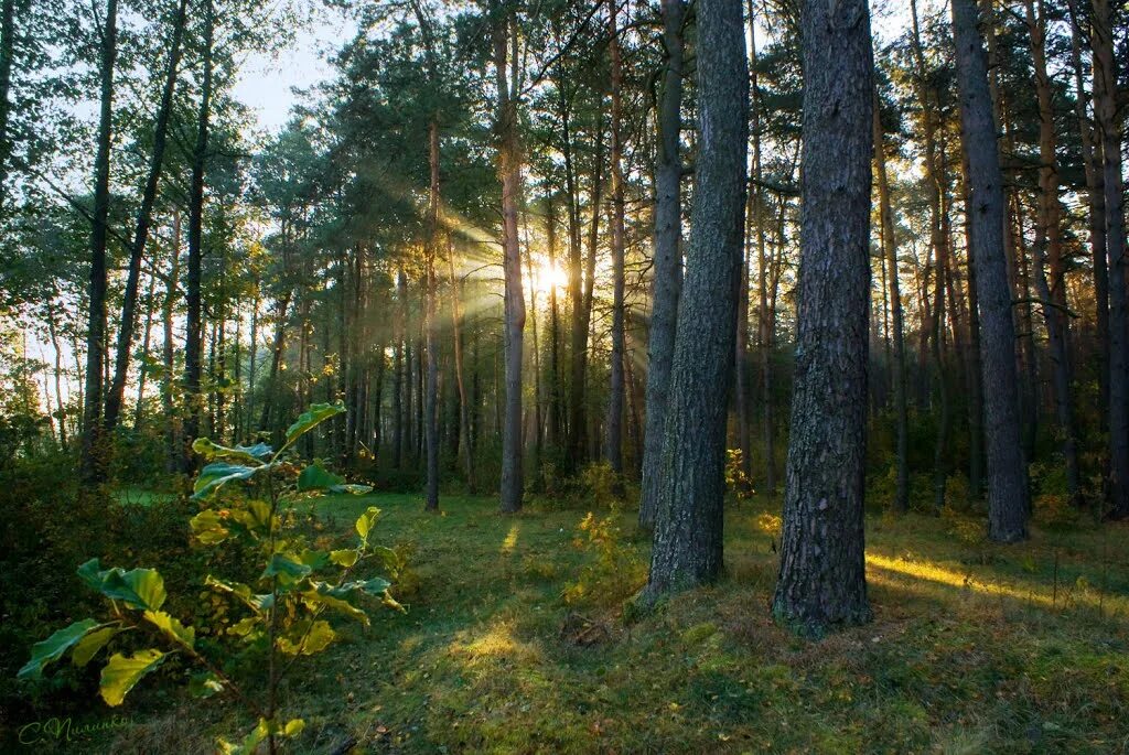 Стоит лес вставить. Еловый бор новосибирск. Гендерген лес. Мшистой тонкой полянки. Тропинка в лесу.