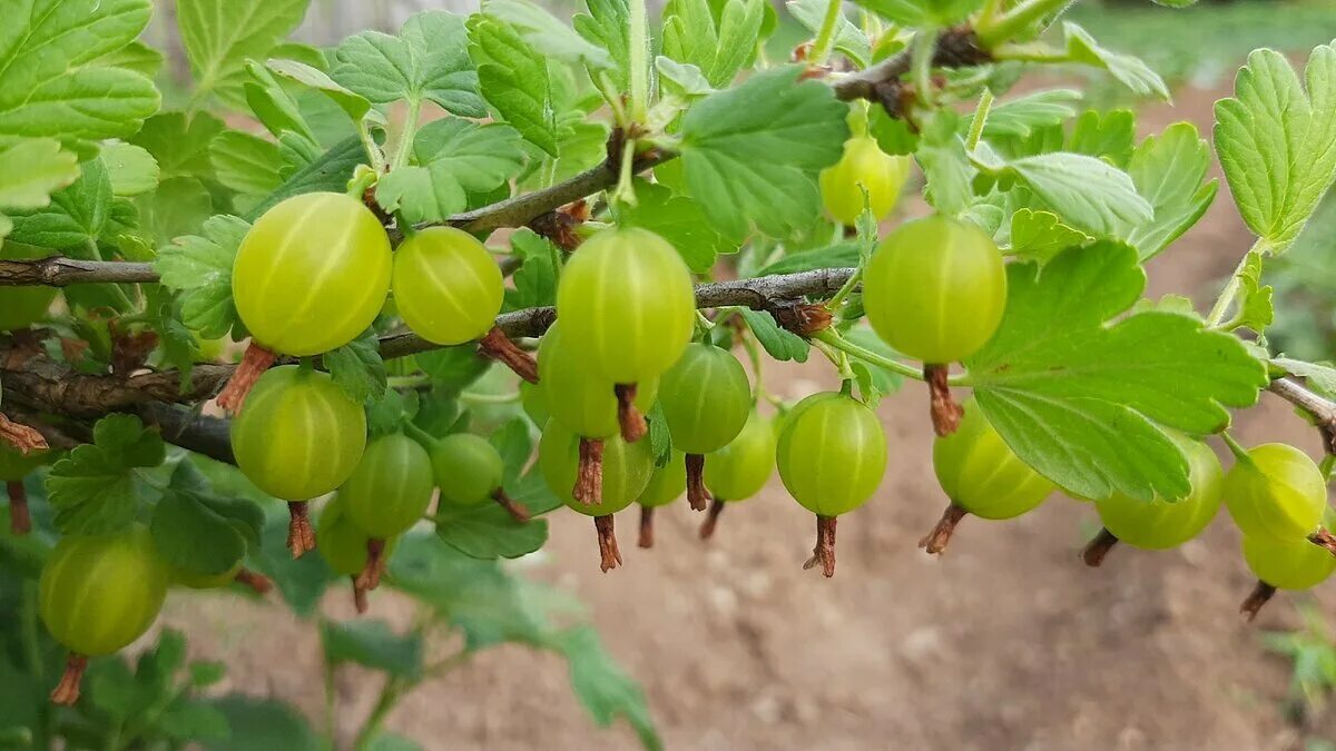 Крыжовник сорт защитник. Обои на рабочий стол крыжовник 600х600. Сферотека крыжовника. Крыжовник бесшипный малахит. Сколько плодоносит крыжовник.