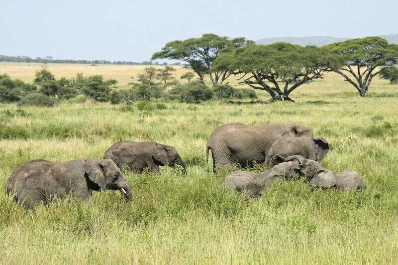 растительный и животный мир саванны и редколесья. растительный и животный мир саванны и редколесья. саванна (льянос, кампос). саванна льянос в южной америке. саванны нигерии.