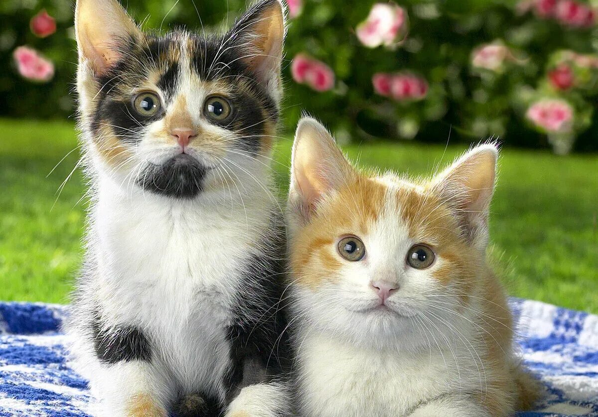 Красивые коты и кошки. Красивые коты и кошки