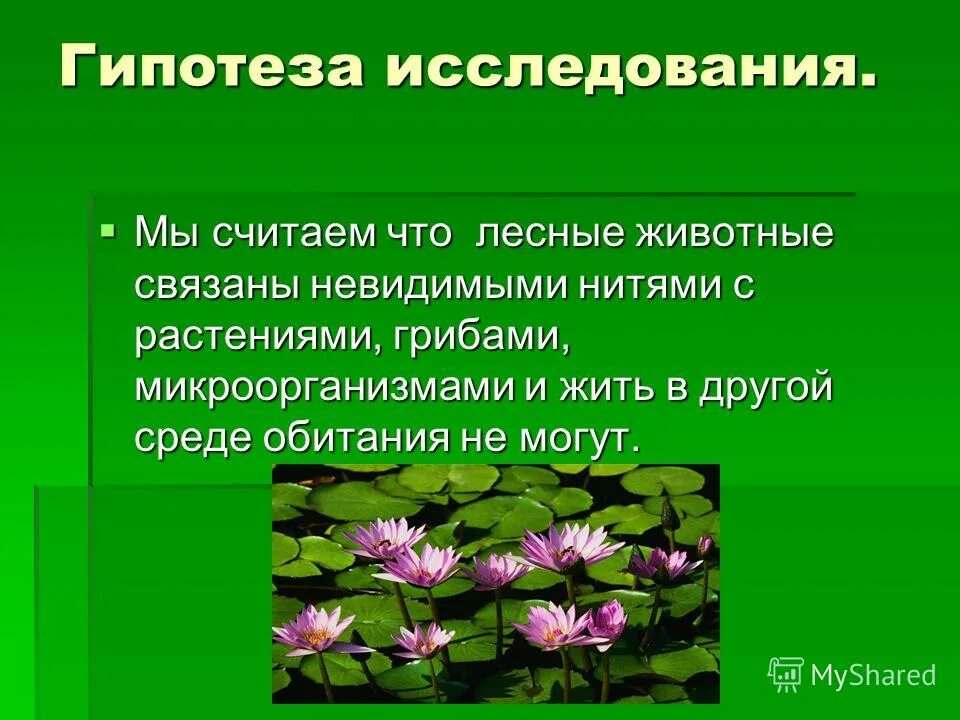 Как животные связаны с растениями