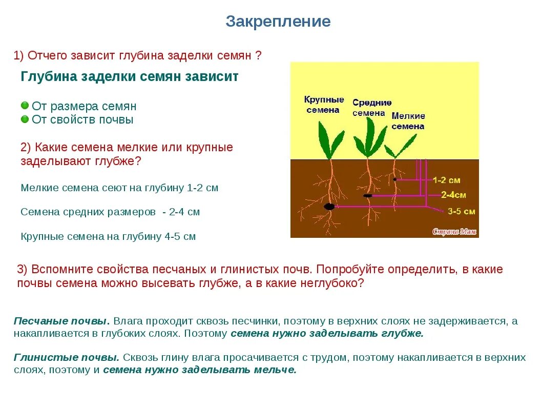 Определение всхожести семян культурных растений. Таблица глубины посева семян. Посев семян глубина заделки семян. Сроки и глубина посева семян таблица. Глубина заделки семян Томато.