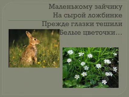 Маленького зайчонка падеж