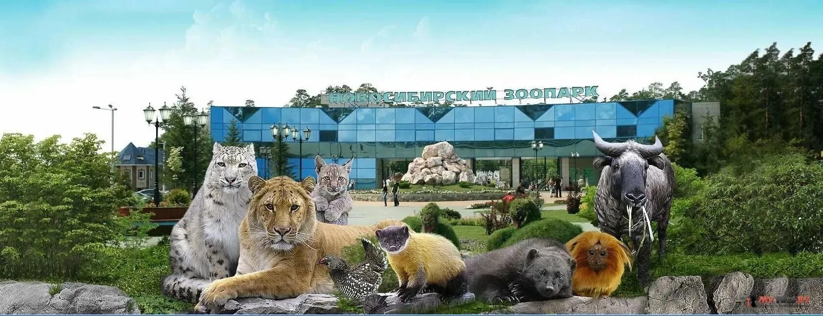 Сайт зоопарка купить билет. Новосибирский зоопарк Новосибирск. Центральный зоопарк Новосибирск. Зоопарк имени Шило Новосибирск. Новосибирский зоопарк фото.