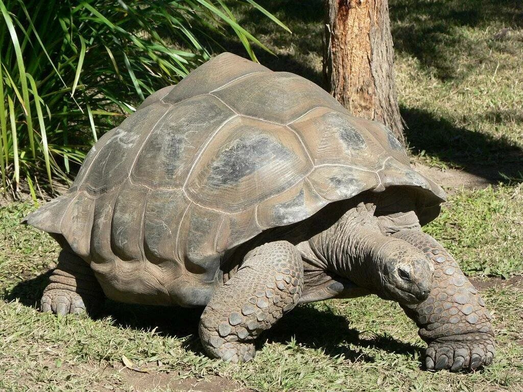 Черепаха Дарвина Гариетта. Джонатан Галапагосская черепаха. Галапагосские черепахи Дарвин. Черепаха Голиаф. Черепахи живут 300