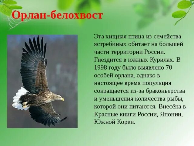Орлан белохвост занесен в красная книга. Орлан белохвост дарвинский заповедник. Орлан белохвост приморский край. Байкальский заповедник орлан белохвост. Орлан-белохвост.