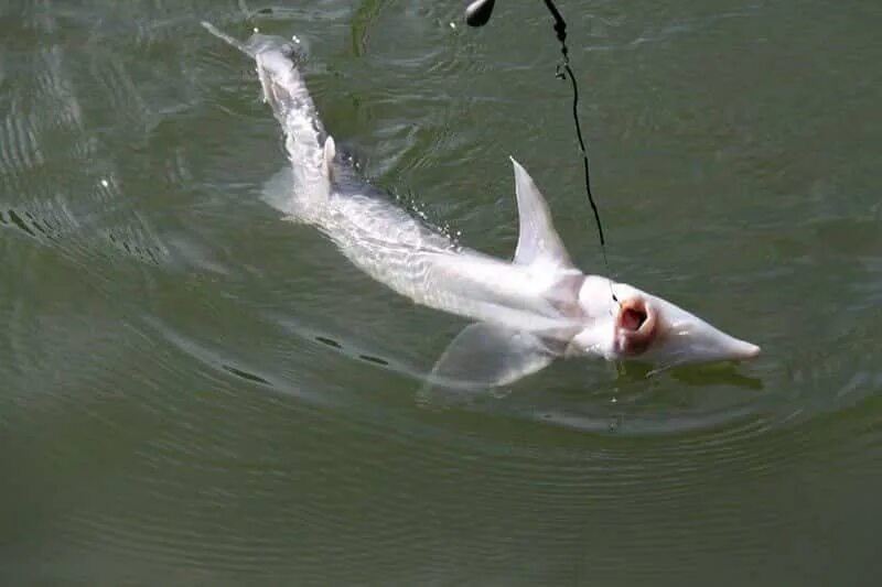 На что ловить осетра на рыбалке. Рыбалка на осетра. крючки для ловли стерляди. стерлядь. рыбалка стерлядь.
