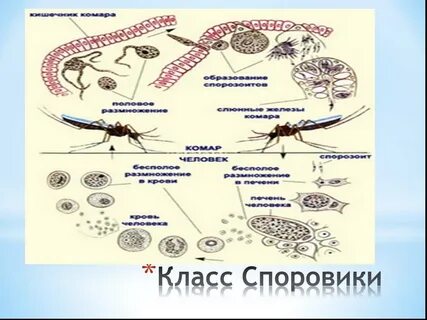 Жизненный цикл споровиков