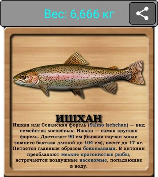 На что ловить ишхан реальная рыбалка Мраморная форель на рыбхозе YouTube