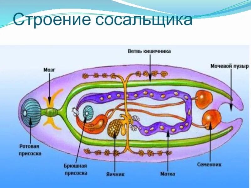 Строение печеночного червя. Строение сосальщика. Строение сосальщиков червей. Печеночный сосальщик строение. Системы органов сосальщиков