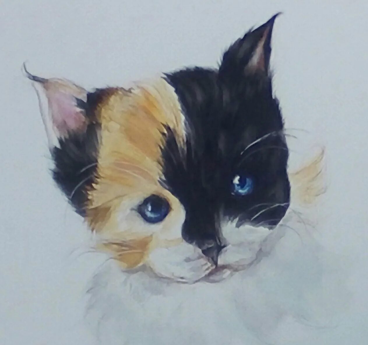 Рисунки гуашью. Животные гуашью. Кошка рисунок акварелью. Трехцветная кошка акварелью.