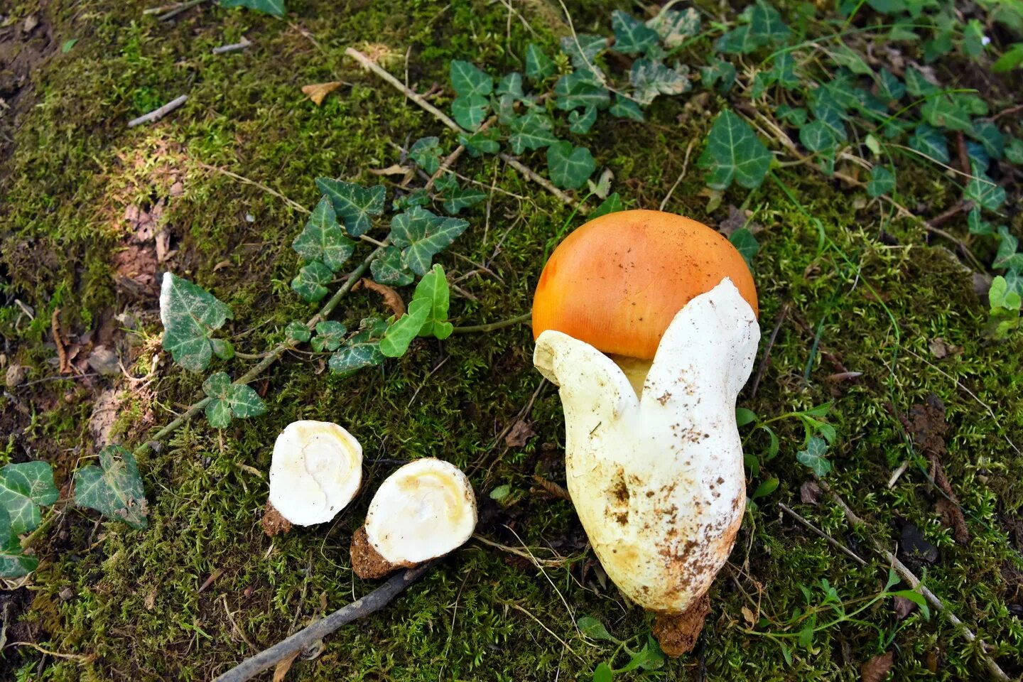 Цезарский гриб Грузия. Цезарский мухомор. Чернобыль мутация грибы. Царский гриб в Грузии. Грузинский гриб