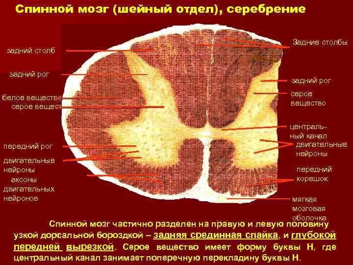 Задние столбы спинного