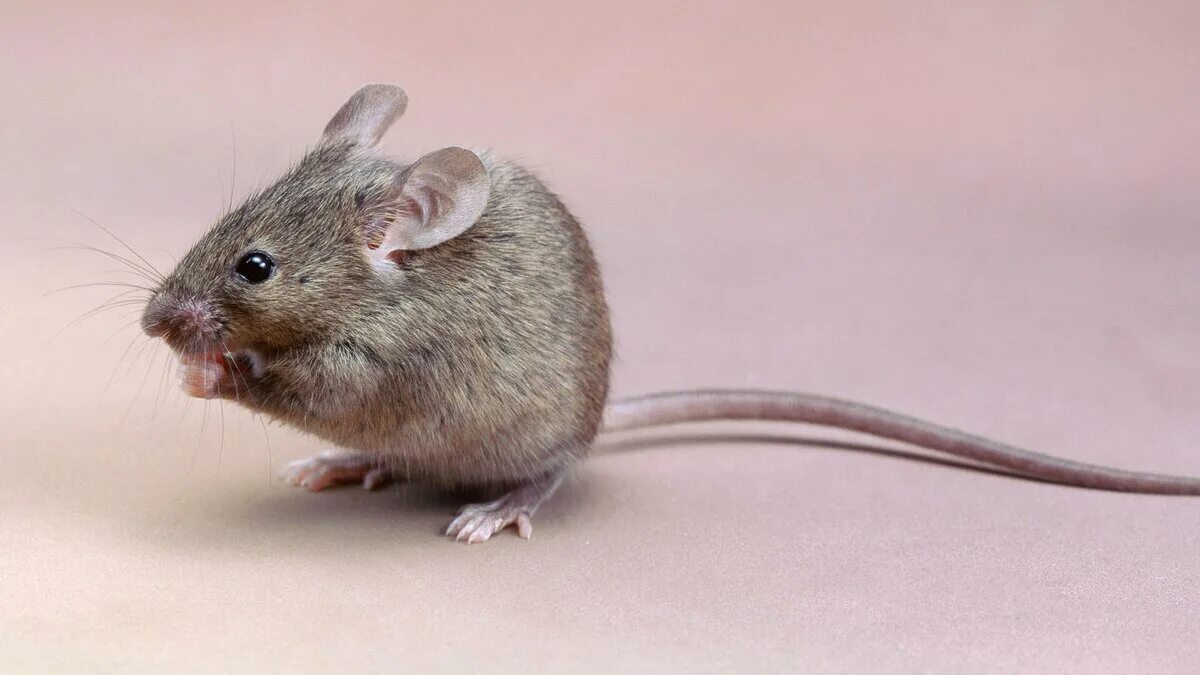Мыши мухи. Мышь полевка серая. Мышь домовая серая. Серая мышовка. Мышка Живая.