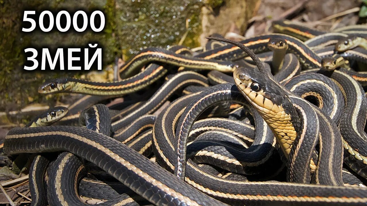 Западная подвязочная змея (thamnophis elegans). Подвязочная змея (thamnophis sirtalis). Много змей. Канадский змей. Калифорнийская краснобокая garter snake змея.