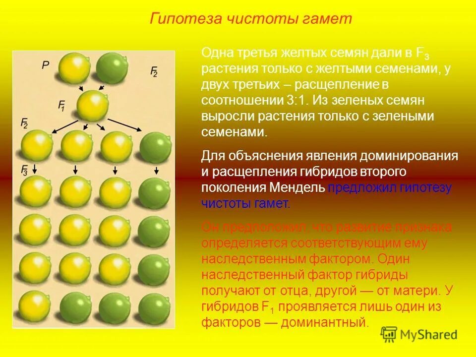 Наследственные задатки по менделю. Закон чистоты гамет Менделя. Гипотеза чистоты гамет Менделя. Клеточные основы гипотезы чистоты гамет.