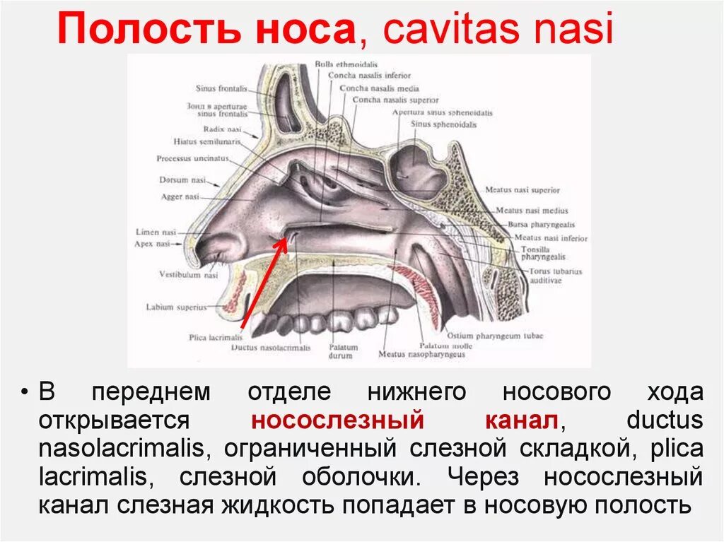 Входные отверстия в полость носа. Носовая полость строение кости. Слизистые оболочки носовых ходов