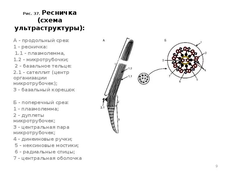 Базальные тельца ресничек. Базальные тельца ресничек