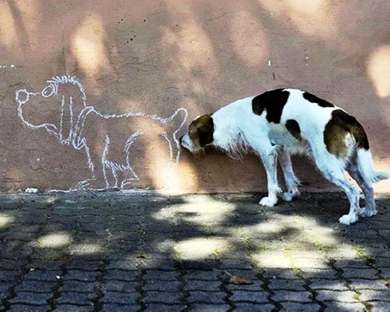 Бачу собачью