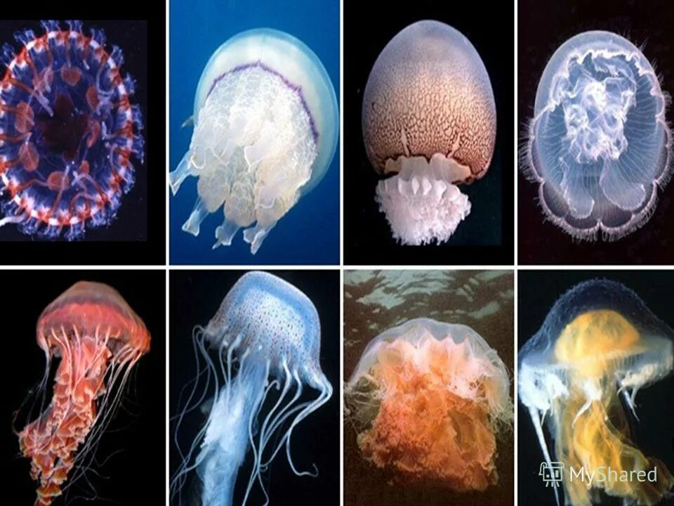Актиния кишечнополостные. Гидра актиния медуза. Тип кишечнополостные медузы. Тип кишечнополостные медузы. Ушастая медуза aurelia aurita.