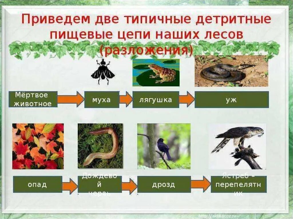 Пищевые цепи 5 6 звеньев. Пастбищные и детритные цепи питания. Дктритная цкаь аитания. Детритная цепочка питания. Детритные цепи питания.