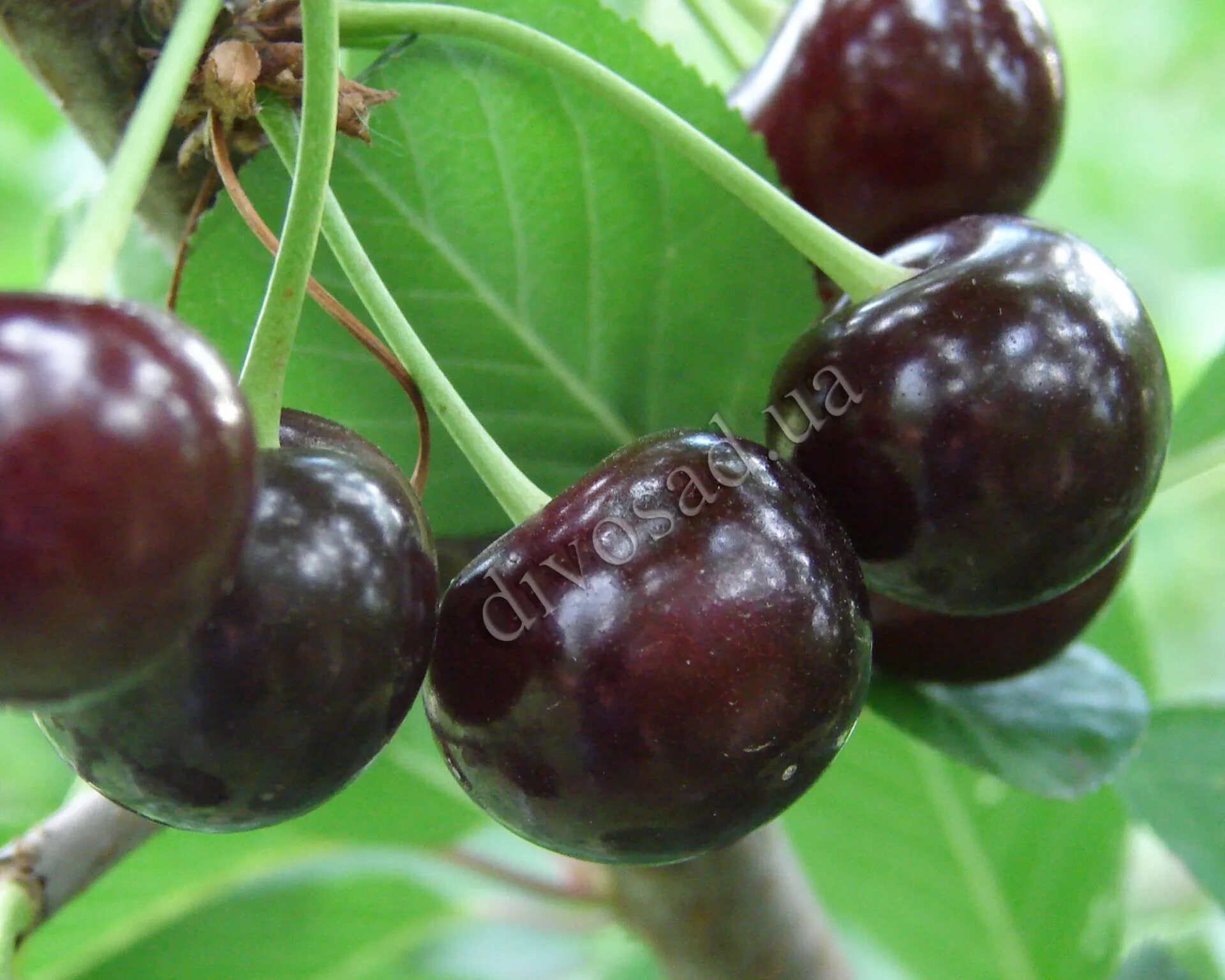 Вишня встреча описание сорта. Вишня встреча описание сорта. Вишня встреча описание сорта. Вишня любская дерево. Вишня сорт встреча.