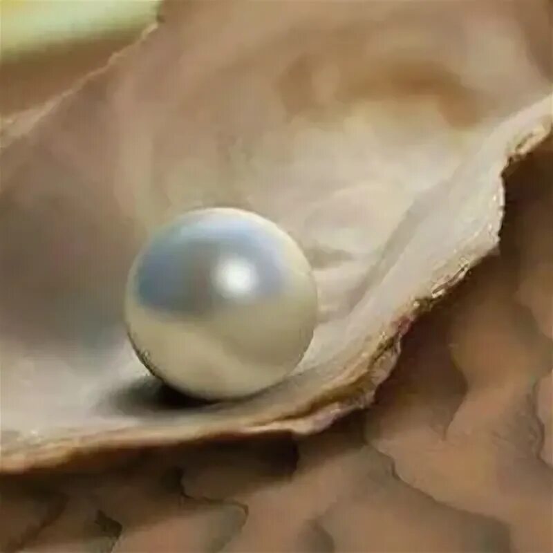 Жемчужная ферма японии — микимото. Жемчуг разбор. Розовый морской жемчуг. Жемчуг бурмицкий. Жемчужина вк.