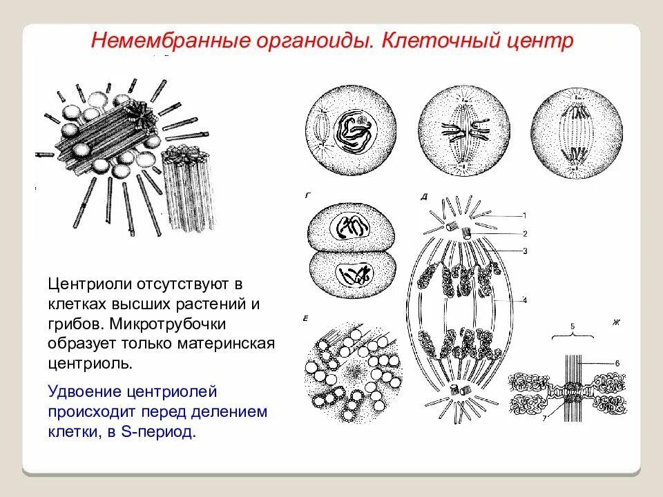 Немембранные клеточные органоиды. Немембранные клетки клеточный центр. Немембранные органоиды клеточный центр. Мембранные не мембранные органоиды клетки.