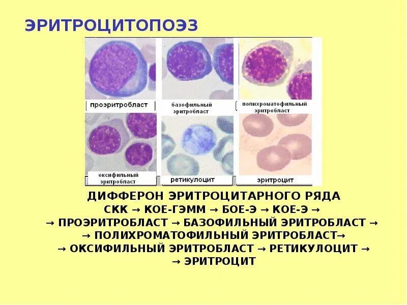 Цитоплазма эритробластов