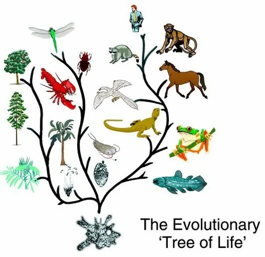 Дерево эволюции. Дерево эволюции всего живого. Ветка эволюции всего живого на земле. Эволюционно молодые растения.