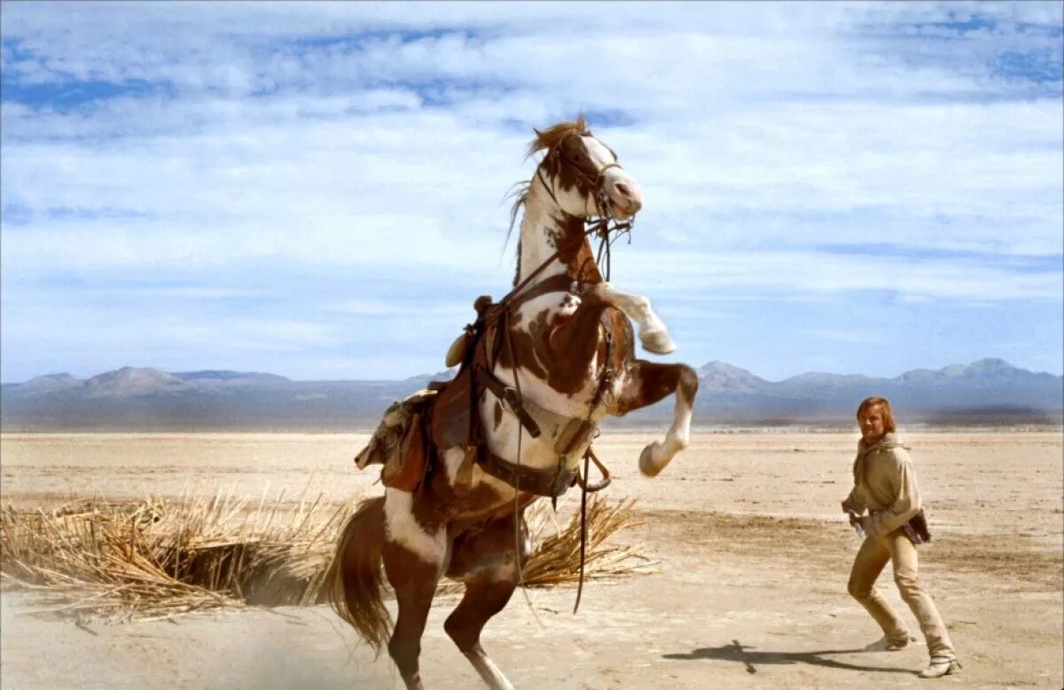 Идальго. Погоня в пустыне (2004). Идальго: погоня в пустыне Вигго. Пустыня ковбой