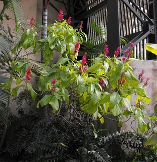 Contain plants