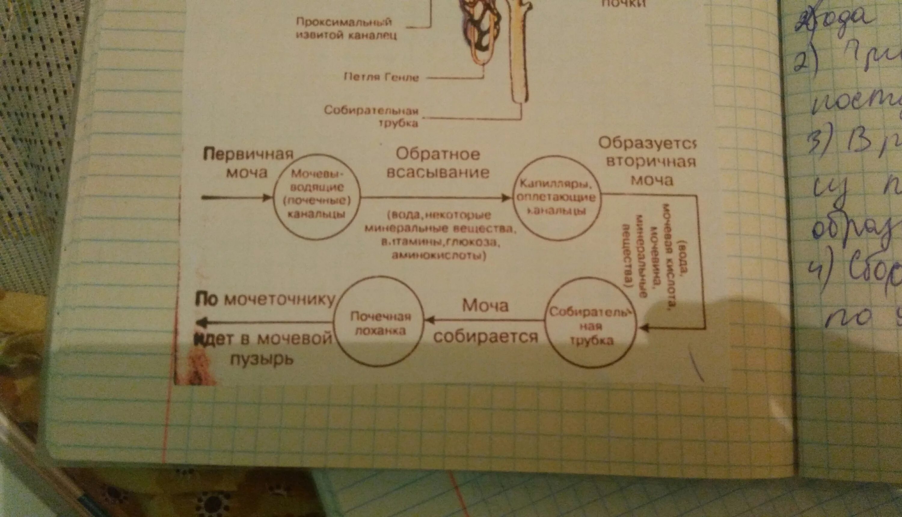 Изобразите схематично этапы образования мочи