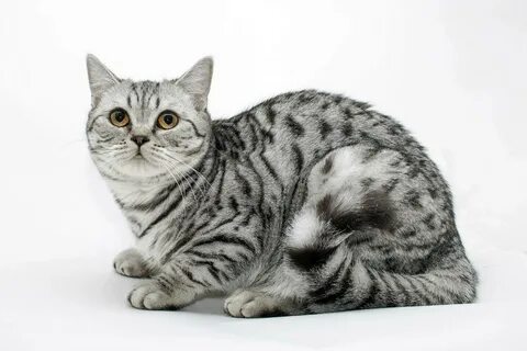 Описание породы кошек скоттиш-страйт: внешность и характер шотландской прямоухой