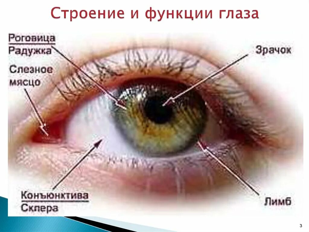 Чем покрыт глаз с передней стороны. Роговица конъюнктива склера. Строение глаза конъюнктива склера. Строение роговицы глаза. Строение глаза слезное мясцо.