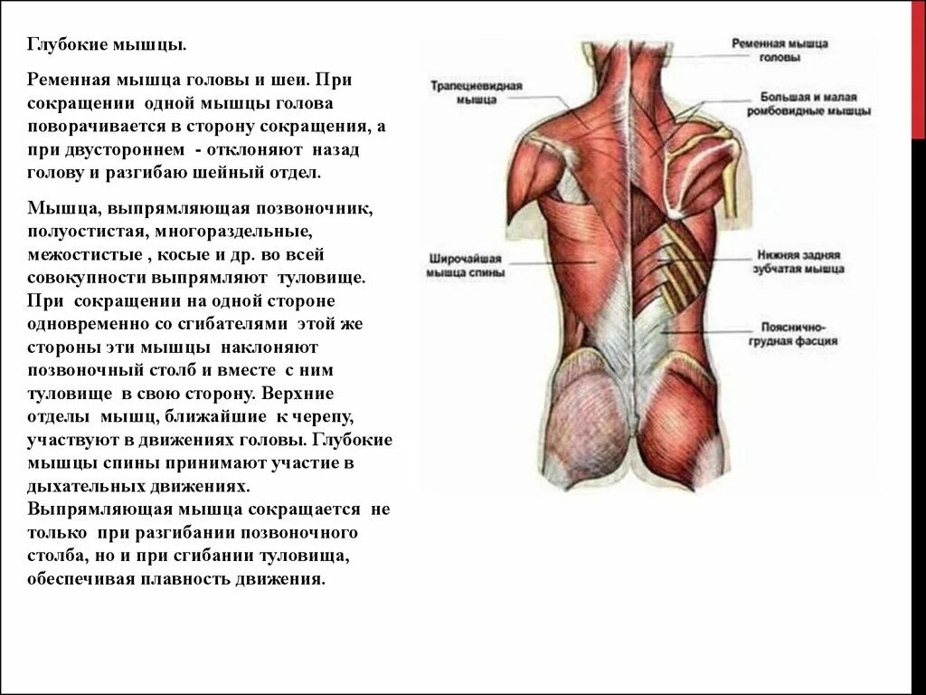 Мышцы сгибатели и разгибатели позвоночного столба. Глубокие разгибатели спины функции. Глубокие мышцы спины разгибатели анатомия. Миология мышцы спины анатомия.