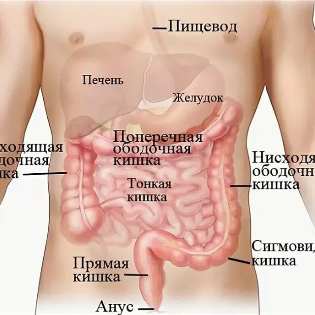 Где находится печень у человека фото. Где находится желудок у человека. Расположение желудка и кишечника у человека. Желудок анатомия человека расположение. Где находится желудок и кишечник.